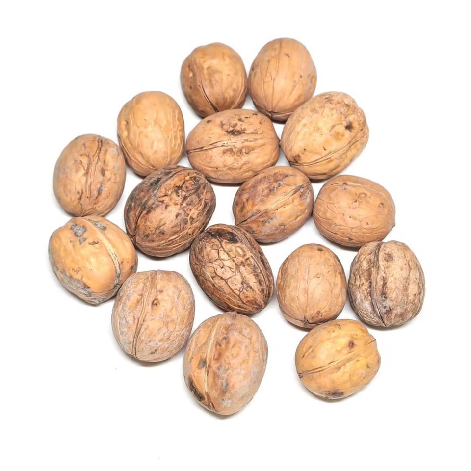 Xiner Unwashed Inshell Walnuts